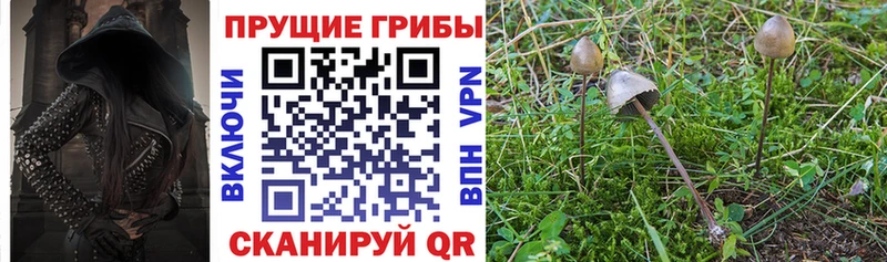 Галлюциногенные грибы Psilocybe  наркошоп  Фурманов 
