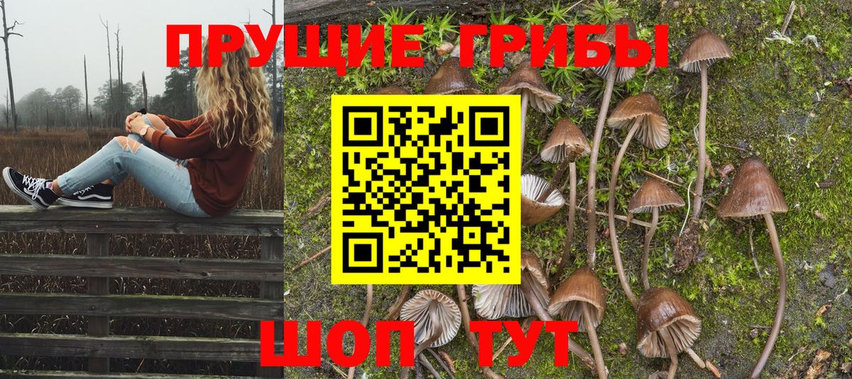 Галлюциногенные грибы Psilocybe Фурманов